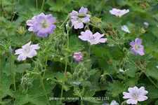 Geranium renardii 'Chantilly'