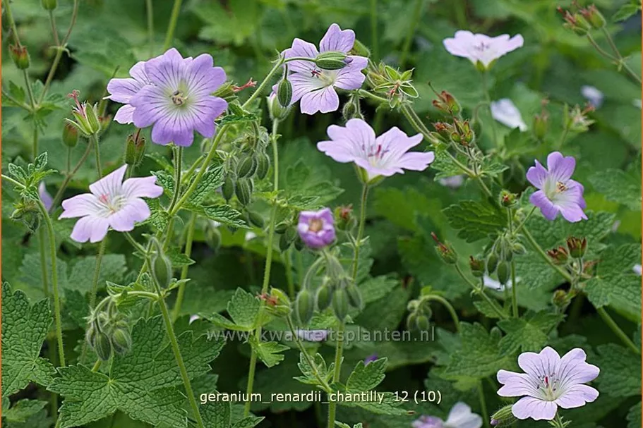 Geranium renardii 'Chantilly'