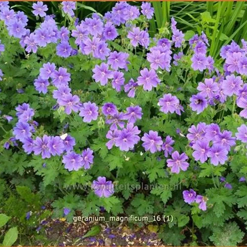 Geranium magnificum