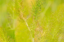 Foeniculum vulgare