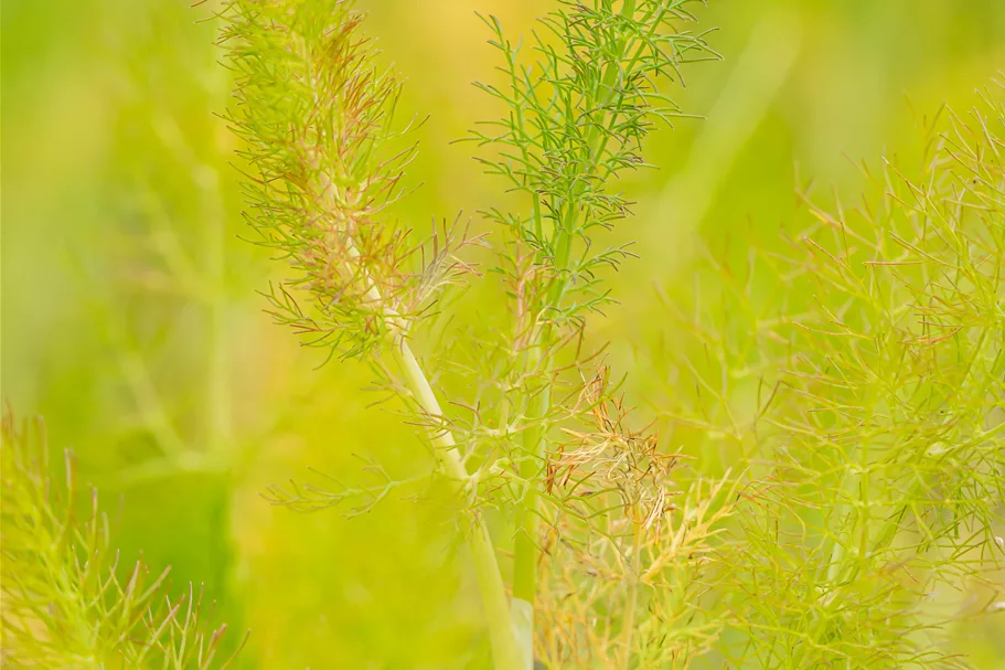 Foeniculum vulgare