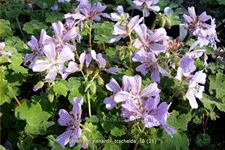 Geranium renardii 'Tcschelda'