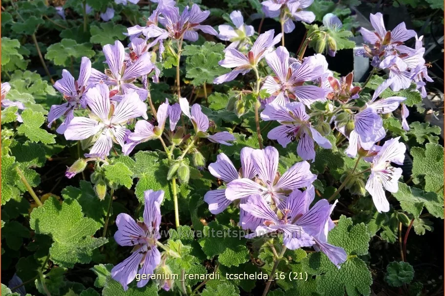 Geranium renardii 'Tcschelda'