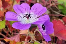 Geranium 'Bloom Time'®