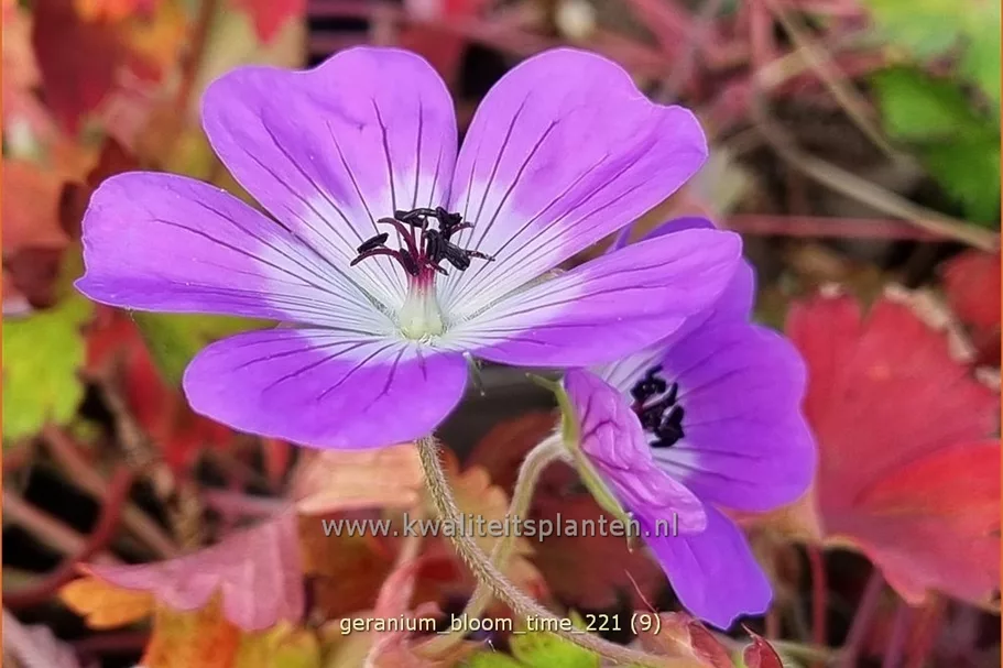 Geranium 'Bloom Time'®