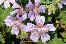 Geranium renardii 'Tcschelda'