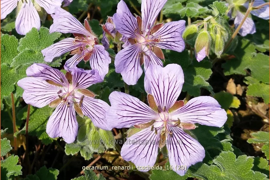 Geranium renardii 'Tcschelda'