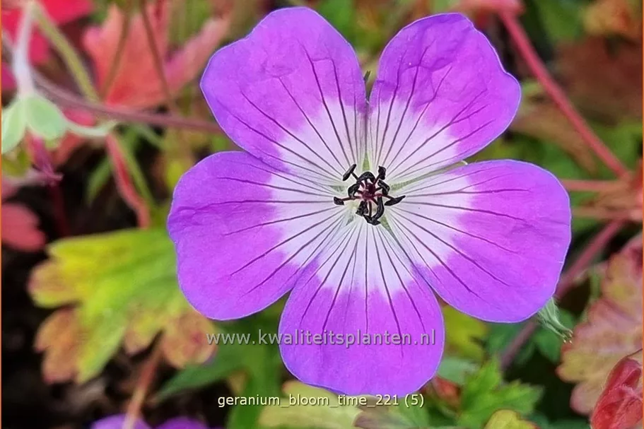 Geranium 'Bloom Time'®