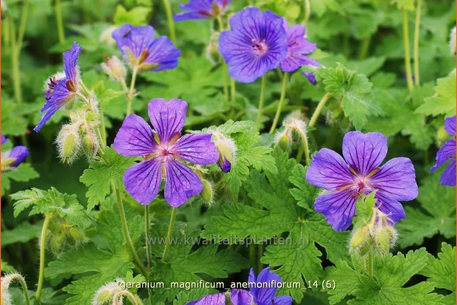 Geranium x magnificum 'Anemoniflorum'
