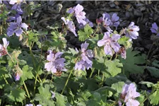 Geranium renardii 'Tcschelda'