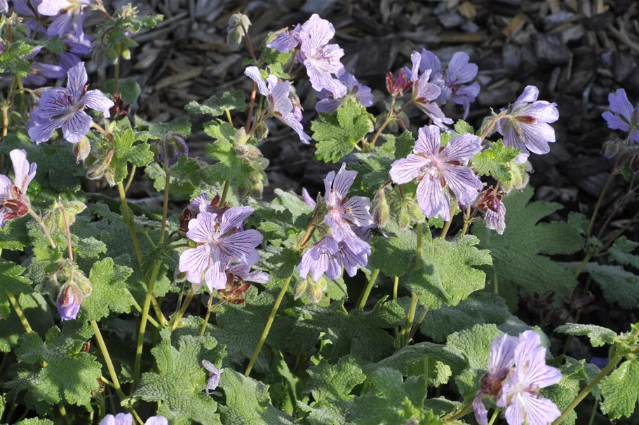 Geranium renardii 'Tcschelda'