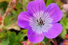 Geranium 'Bloom Time'®