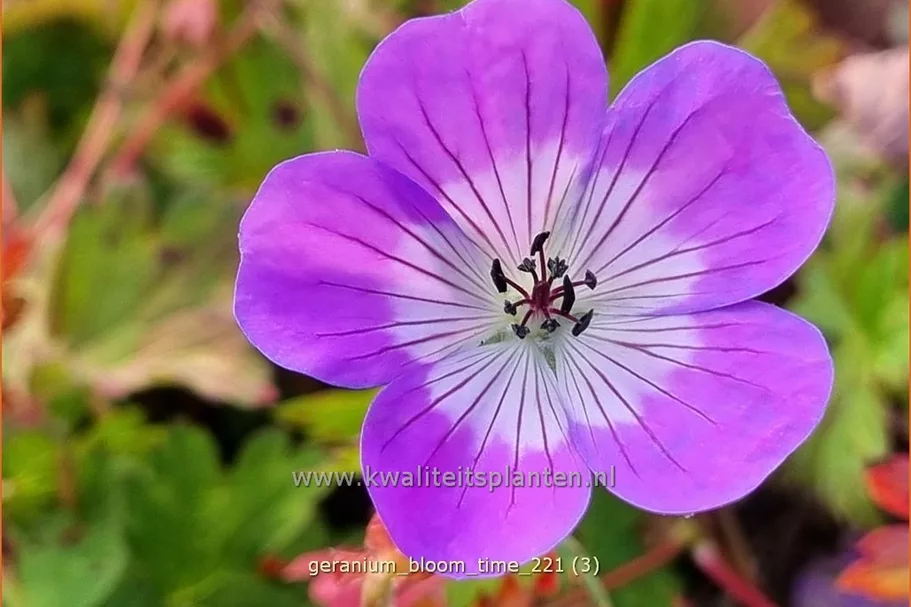 Geranium 'Bloom Time'®