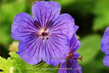 Geranium x magnificum 'Anemoniflorum'