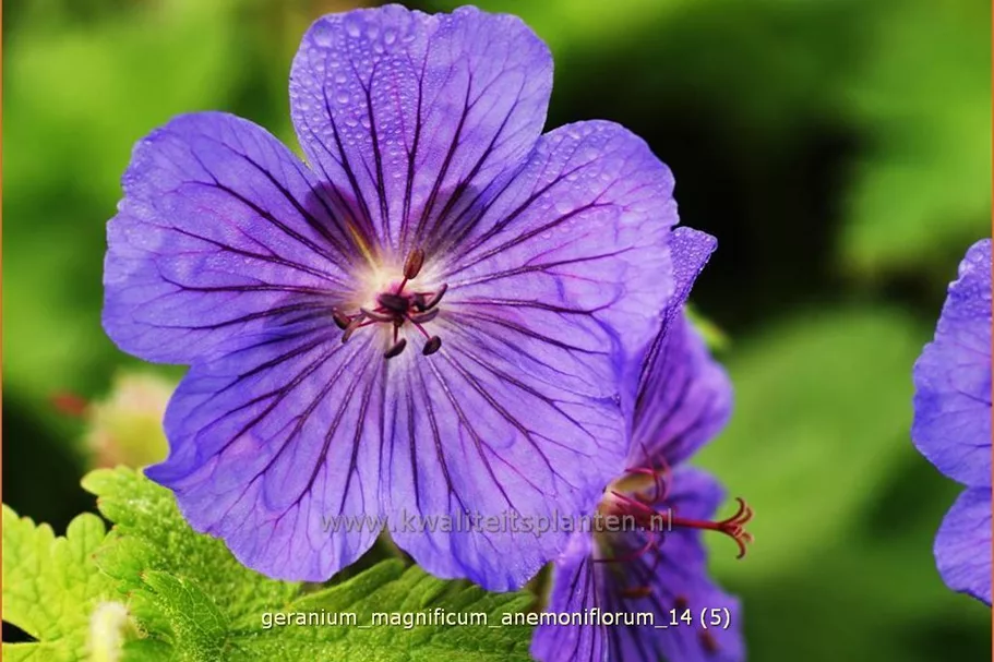 Geranium x magnificum 'Anemoniflorum'
