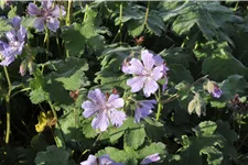 Geranium renardii 'Tcschelda'