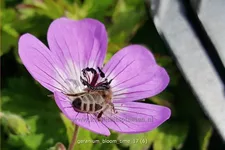 Geranium 'Bloom Time'®