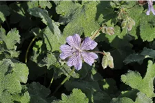 Geranium renardii 'Tcschelda'
