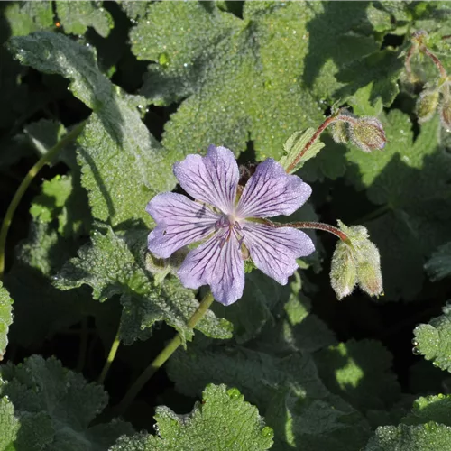 Geranium renardii 'Tcschelda'