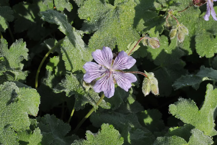 Geranium renardii 'Tcschelda'
