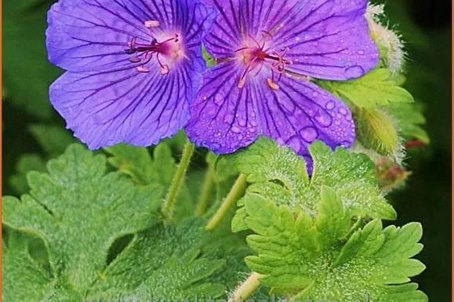 Geranium x magnificum 'Anemoniflorum'