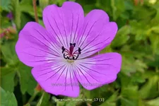 Geranium 'Bloom Time'®