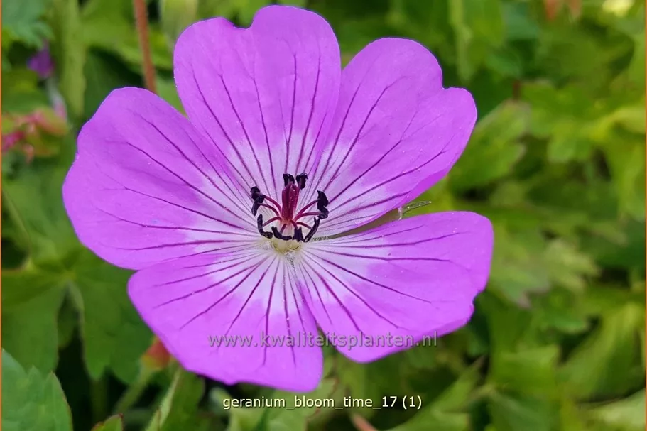Geranium 'Bloom Time'®