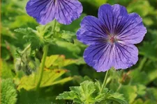 Geranium x magnificum 'Anemoniflorum'