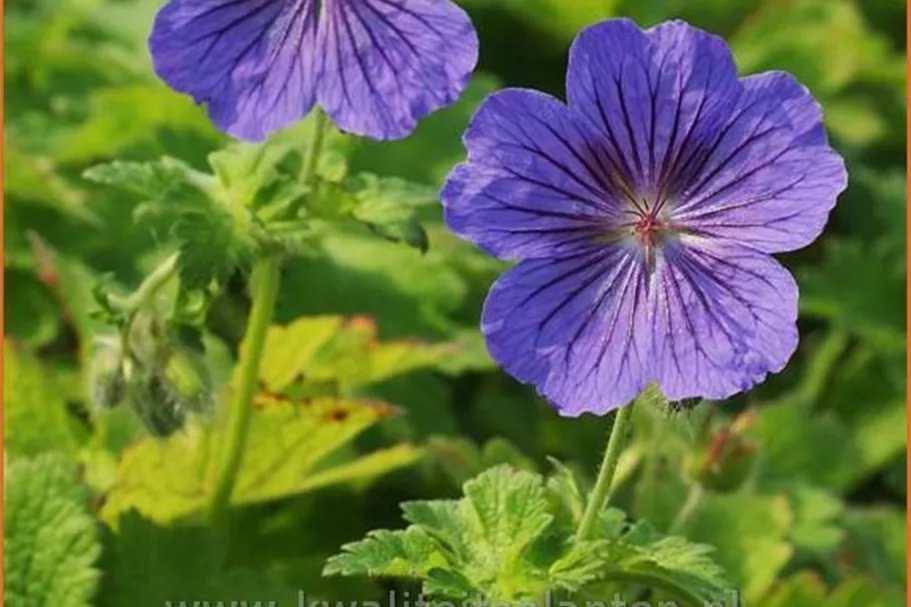 Geranium x magnificum 'Anemoniflorum'