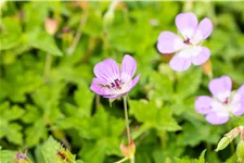 Geranium 'Bloom Time'®