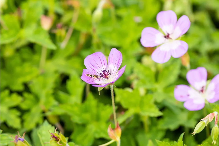 Geranium 'Bloom Time'®