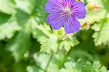 Geranium x magnificum 'Anemoniflorum'