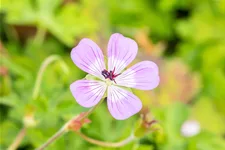 Geranium 'Bloom Time'®