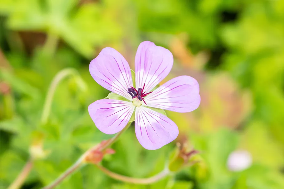 Geranium 'Bloom Time'®