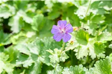 Geranium x magnificum 'Anemoniflorum'