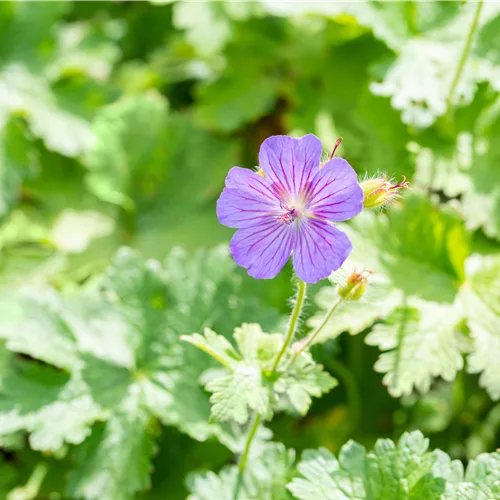 Geranium x magnificum 'Anemoniflorum'