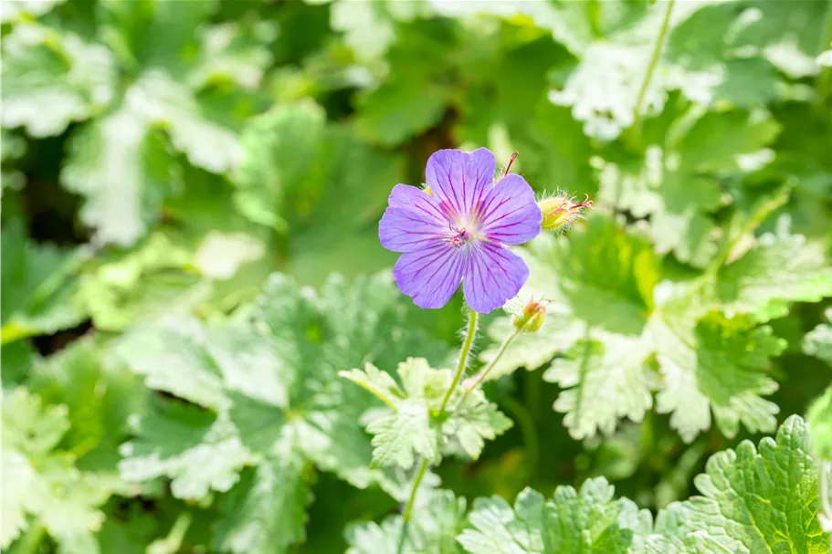 Geranium x magnificum 'Anemoniflorum'