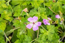 Geranium 'Bloom Time'®