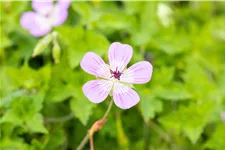 Geranium 'Bloom Time'®