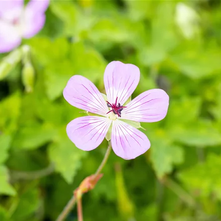 Geranium 'Bloom Time'®