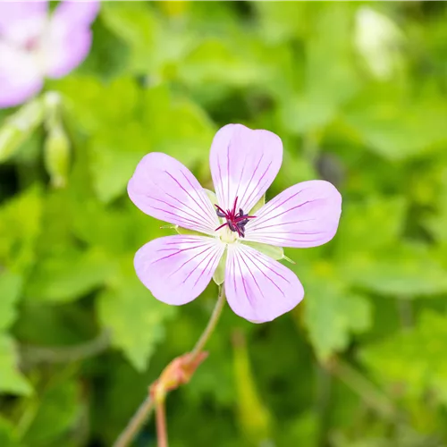 Geranium 'Bloom Time'®