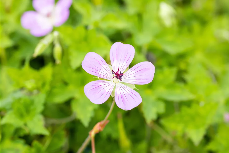 Geranium 'Bloom Time'®