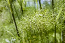 Foeniculum vulgare 'Purpureum'