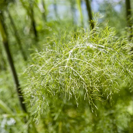 Foeniculum vulgare 'Purpureum'
