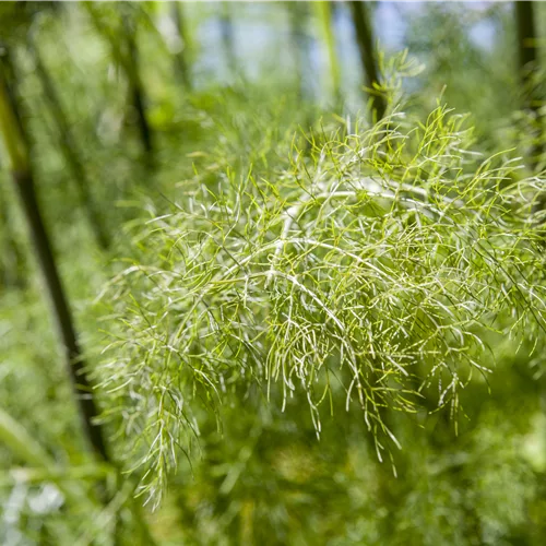 Foeniculum vulgare 'Purpureum'