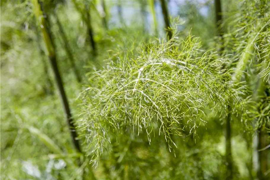 Foeniculum vulgare 'Purpureum'