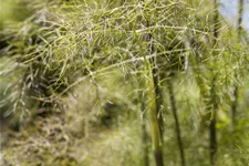 Foeniculum vulgare 'Purpureum'