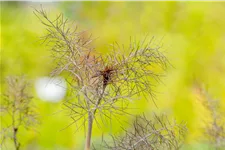 Foeniculum vulgare 'Purpureum'