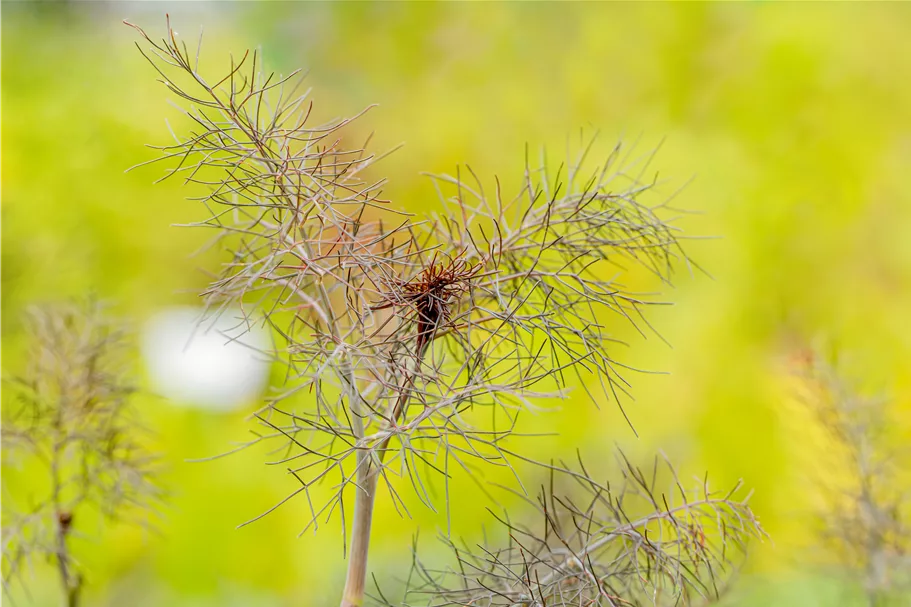 Foeniculum vulgare 'Purpureum'