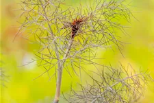 Foeniculum vulgare 'Purpureum'